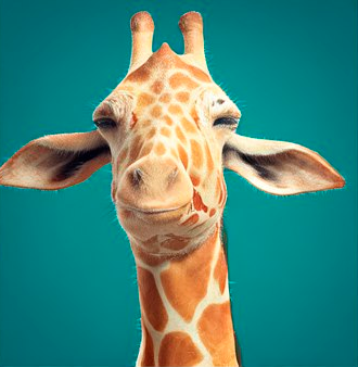 Аватар пользователя Ольга